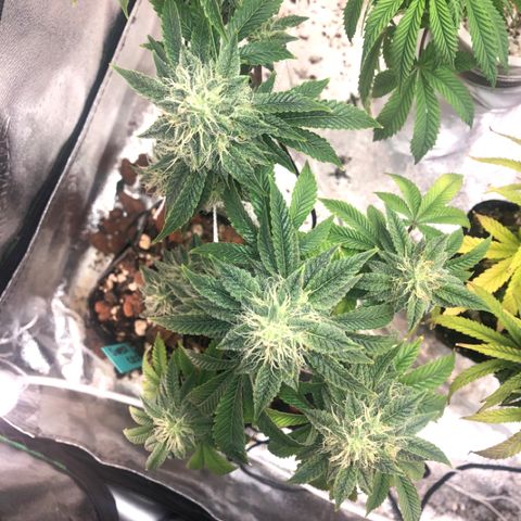 Super Critical (Bagseed) growlog photo: Awesome looking plant, for sure a keeper. Dense looking nugs, I’ll start flushing. 