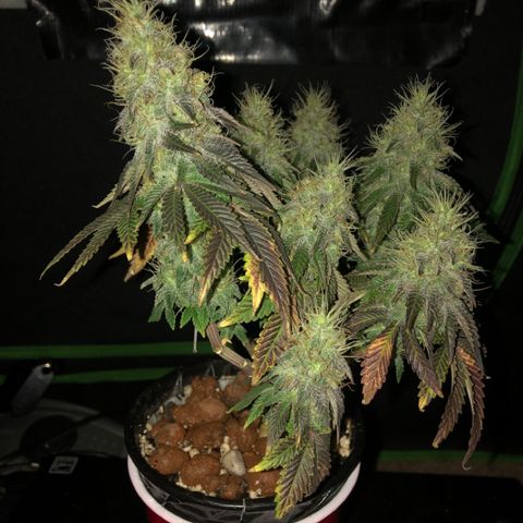 Purple Headband (Bagseed) growlog photo: I’m obsessed with taking photos of this one. 