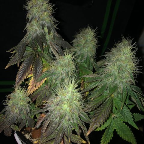 Purple Headband (Bagseed) growlog photo: I’m obsessed with taking photos of this one. 