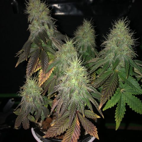 Purple Headband (Bagseed) growlog photo: I’m obsessed with taking photos of this one. 