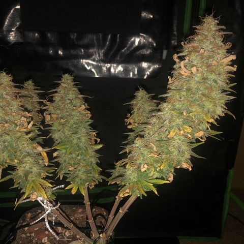 Backup Singer #3 (Bagseed) growlog photo: Harvest day for Backup Singer #3. Next time I run her, I’ll for sure let her flower longer before flushing. 