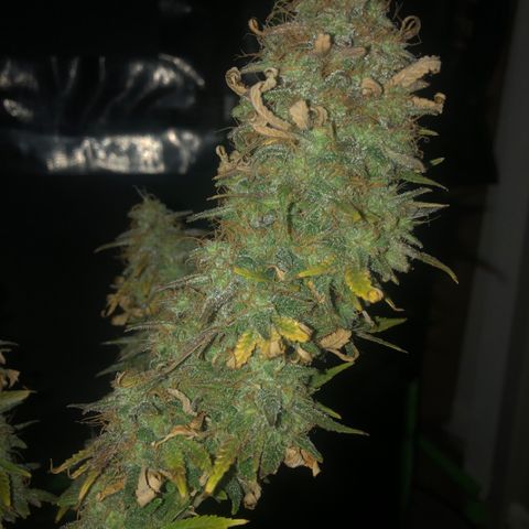 Backup Singer #3 (Bagseed) growlog photo: Harvest day for Backup Singer #3. Next time I run her, I’ll for sure let her flower longer before flushing. 