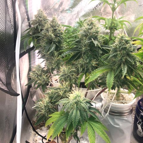 Super Critical (Bagseed) growlog photo: Another week or so left and she’s ready for harvest. So far this is my favorite in terms of overall vigor and nug formation. 