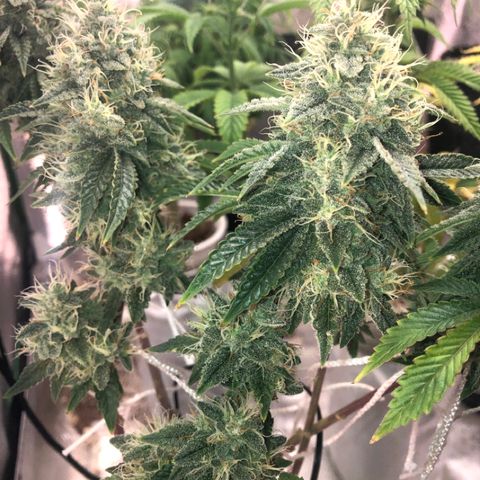 Super Critical (Bagseed) growlog photo: Another week or so left and she’s ready for harvest. So far this is my favorite in terms of overall vigor and nug formation. 