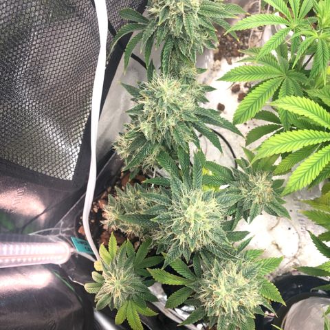 Super Critical (Bagseed) growlog photo: Another week or so left and she’s ready for harvest. So far this is my favorite in terms of overall vigor and nug formation. 