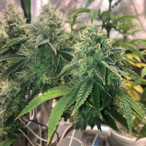 Super Critical (Bagseed) growlog photo: Another week or so left and she’s ready for harvest. So far this is my favorite in terms of overall vigor and nug formation. 
