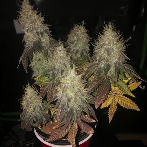 Purple Headband (Bagseed) growlog photo: About two weeks left to go. She even gives off a grape smell. 
