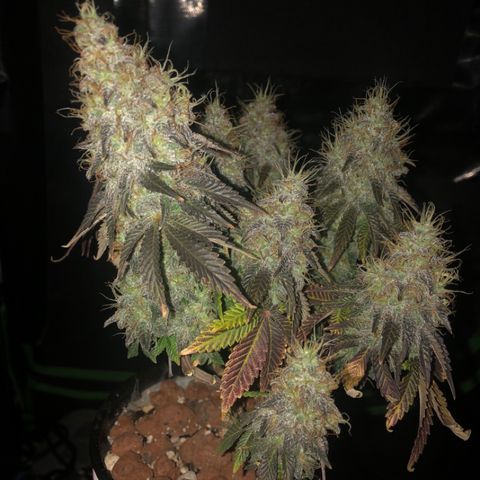 Purple Headband (Bagseed) growlog photo: About two weeks left to go. She even gives off a grape smell. 