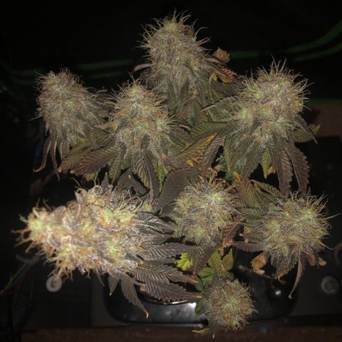 Purple Headband (Bagseed) growlog photo: About two weeks left to go. She even gives off a grape smell. 