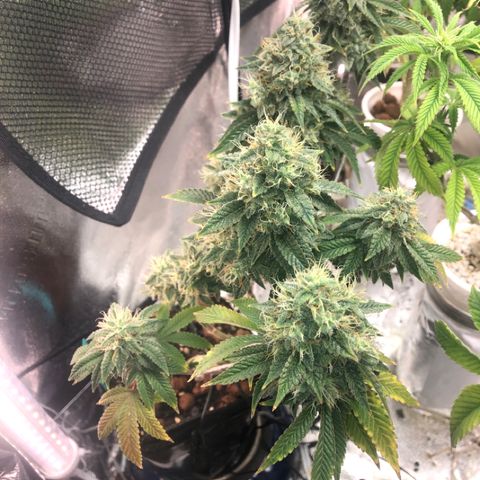 Super Critical (Bagseed) growlog photo: Taking partial harvest of this beauty.