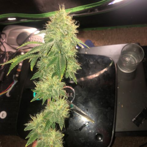 Super Critical (Bagseed) growlog timeline photo