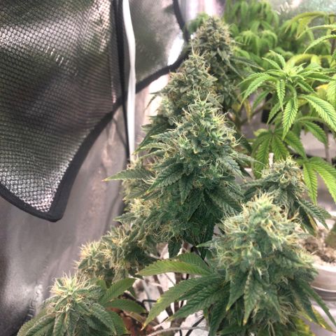 Super Critical (Bagseed) growlog photo: Taking partial harvest of this beauty.