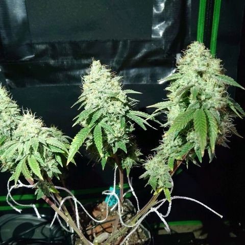 Super Critical (Bagseed) growlog photo: Harvest day for Super Critical. Nice skunky smelingl, dense nugs. With its vigor and overall structure I'll most likely be making this my main run for now. But we will see when it comes to the smoke. 
