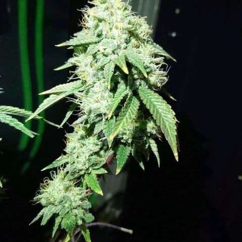 Super Critical (Bagseed) growlog photo: Harvest day for Super Critical. Nice skunky smelingl, dense nugs. With its vigor and overall structure I'll most likely be making this my main run for now. But we will see when it comes to the smoke. 