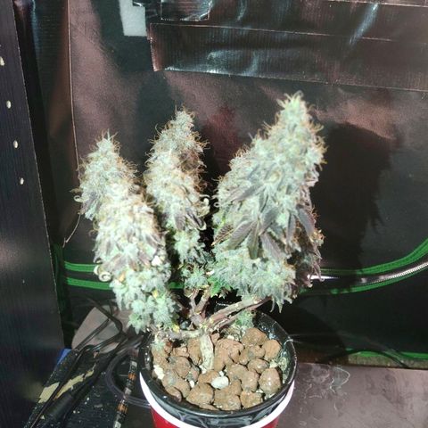 Purple Headband (Bagseed) growlog photo: Harvest day for Purple Headband.