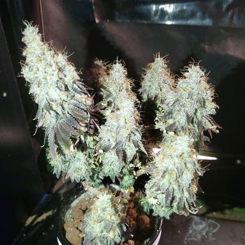 Purple Headband (Bagseed) growlog photo: Harvest day for Purple Headband.
