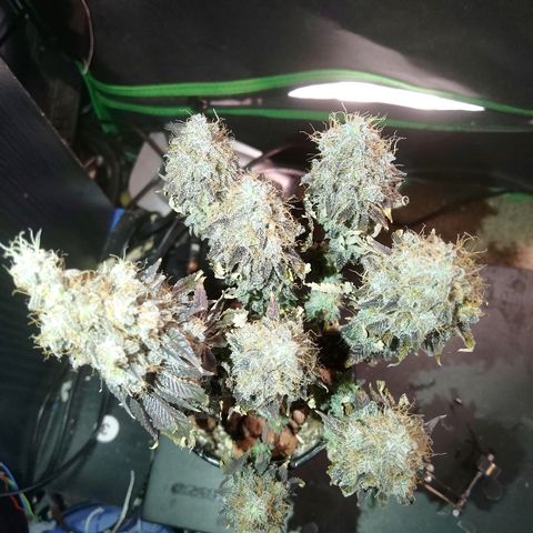 Purple Headband (Bagseed) growlog photo: Harvest day for Purple Headband.