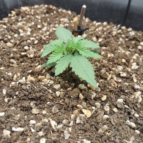 Adios MFR! (Aka Permanent Marker) growlog photo: About 2 weeks I believe. Up to this point I've only watered her very infrequently. Maybe twice. 