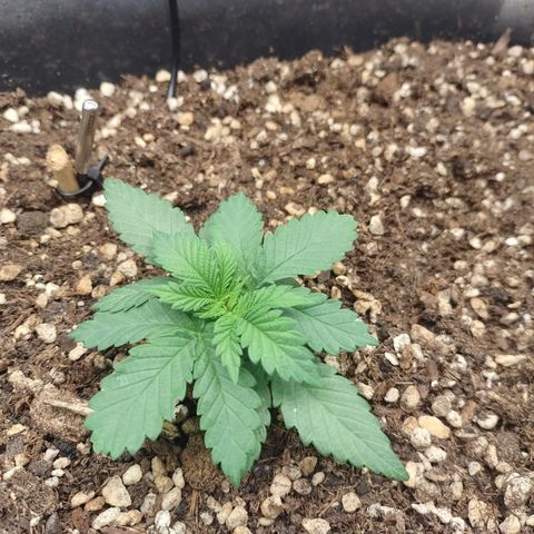 Adios MFR! (Aka Permanent Marker) growlog photo: About 2 weeks I believe. Up to this point I've only watered her very infrequently. Maybe twice. 