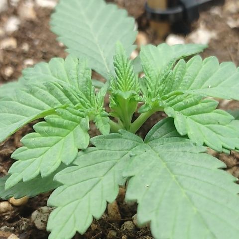 Adios MFR! (Aka Permanent Marker) growlog photo: About 2 weeks I believe. Up to this point I've only watered her very infrequently. Maybe twice. 