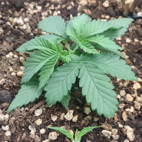 Adios MFR! (Aka Permanent Marker) growlog timeline photo