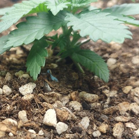 Adios MFR! (Aka Permanent Marker) growlog timeline photo