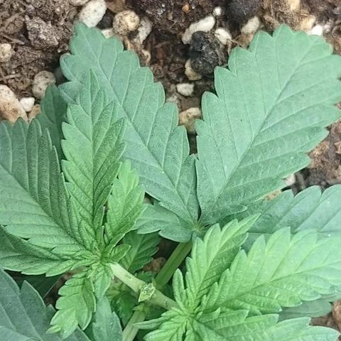 Adios MFR! (Aka Permanent Marker) growlog timeline photo