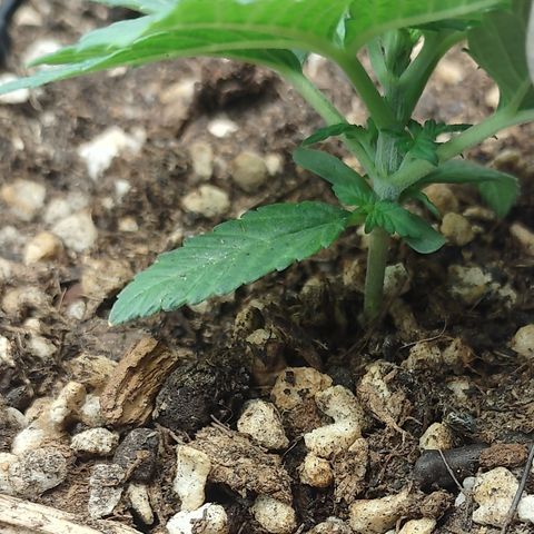 Adios MFR! (Aka Permanent Marker) growlog timeline photo