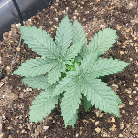 Adios MFR! (Aka Permanent Marker) growlog photo: Beautiful girl..