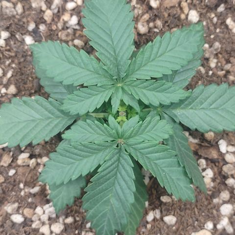Adios MFR! (Aka Permanent Marker) growlog photo: Beautiful girl..