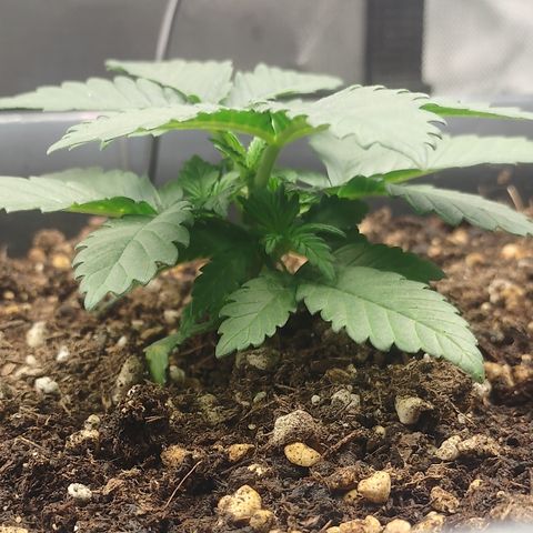 Adios MFR! (Aka Permanent Marker) growlog photo: Beautiful girl..