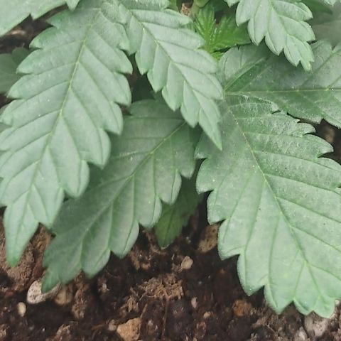 Adios MFR! (Aka Permanent Marker) growlog photo: Stimulation of the side shoots and Tops rebounding.