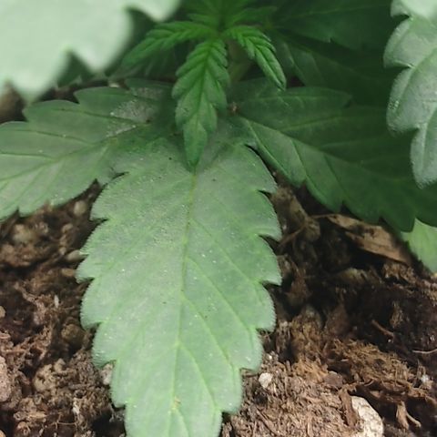 Adios MFR! (Aka Permanent Marker) growlog photo: Stimulation of the side shoots and Tops rebounding.