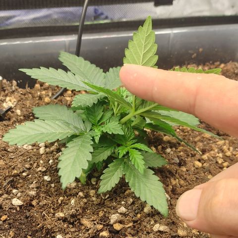 Adios MFR! (Aka Permanent Marker) growlog photo: Bushy lil thing to be so small.