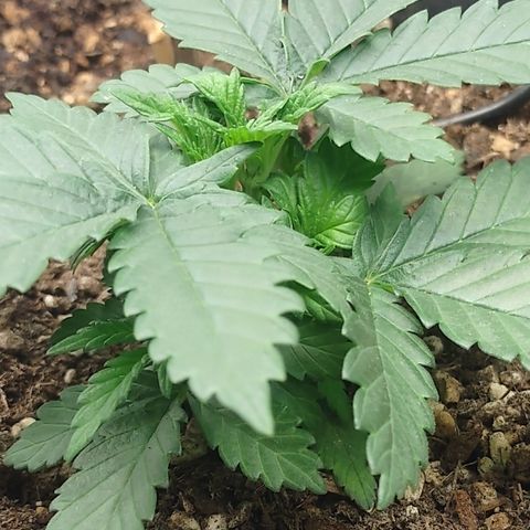 Adios MFR! (Aka Permanent Marker) growlog photo: Bushy lil thing to be so small.