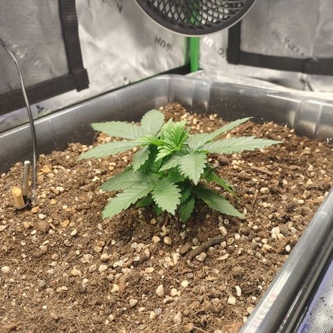 Adios MFR! (Aka Permanent Marker) growlog photo: Hmm..  she's gonna get a haircut soon.. time to start training the tops to even out with a bit of defoiliation.