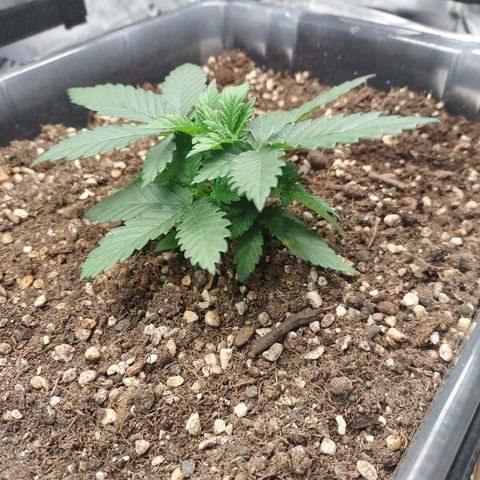 Adios MFR! (Aka Permanent Marker) growlog photo: Hmm..  she's gonna get a haircut soon.. time to start training the tops to even out with a bit of defoiliation.