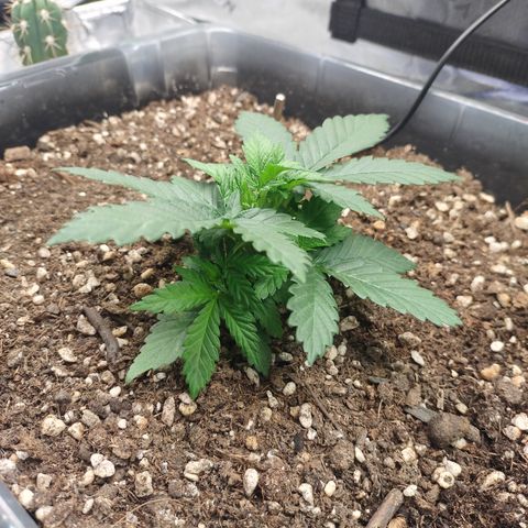 Adios MFR! (Aka Permanent Marker) growlog photo: Hmm..  she's gonna get a haircut soon.. time to start training the tops to even out with a bit of defoiliation.