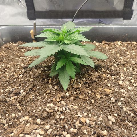 Adios MFR! (Aka Permanent Marker) growlog photo: Looking so lush and healthy.