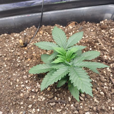 Adios MFR! (Aka Permanent Marker) growlog photo: Hmm..  she's gonna get a haircut soon.. time to start training the tops to even out with a bit of defoiliation.