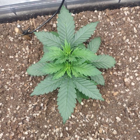 Adios MFR! (Aka Permanent Marker) growlog photo: Looking so lush and healthy.