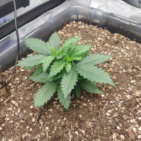 Adios MFR! (Aka Permanent Marker) growlog photo: Looking so lush and healthy.