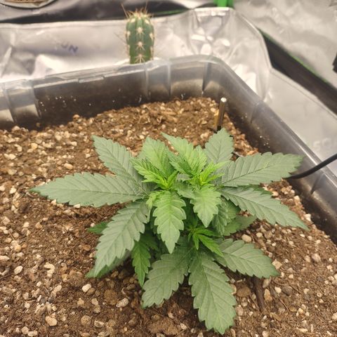 Adios MFR! (Aka Permanent Marker) growlog photo: Looking so lush and healthy.