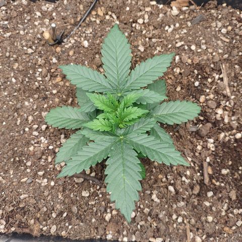 Adios MFR! (Aka Permanent Marker) growlog photo: Hmm..  she's gonna get a haircut soon.. time to start training the tops to even out with a bit of defoiliation.
