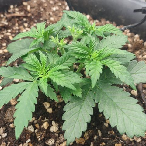 Adios MFR! (Aka Permanent Marker) growlog photo: I did this slowly. I may have taken the tops back a bit too far but I believe they will catch up since the new growth is the same size as it is on all the side shoots. 