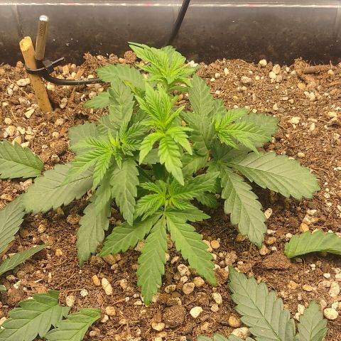 Adios MFR! (Aka Permanent Marker) growlog photo: I did this slowly. I may have taken the tops back a bit too far but I believe they will catch up since the new growth is the same size as it is on all the side shoots. 