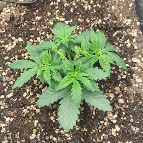 Adios MFR! (Aka Permanent Marker) growlog photo: I did this slowly. I may have taken the tops back a bit too far but I believe they will catch up since the new growth is the same size as it is on all the side shoots. 