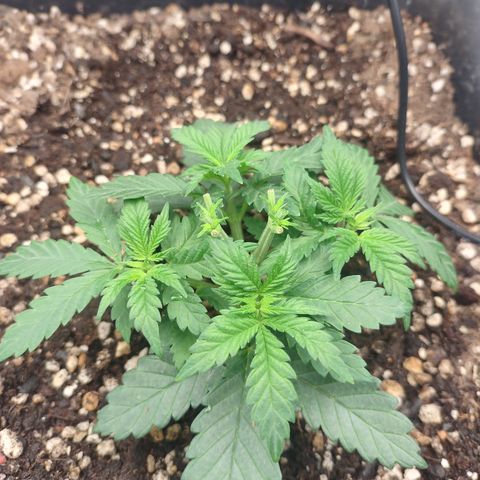 Adios MFR! (Aka Permanent Marker) growlog photo: I did this slowly. I may have taken the tops back a bit too far but I believe they will catch up since the new growth is the same size as it is on all the side shoots. 