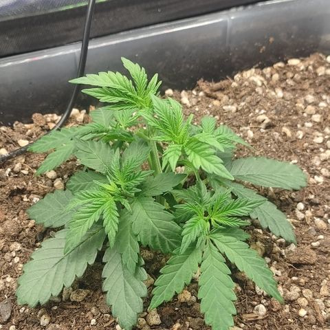 Adios MFR! (Aka Permanent Marker) growlog photo: I did this slowly. I may have taken the tops back a bit too far but I believe they will catch up since the new growth is the same size as it is on all the side shoots. 