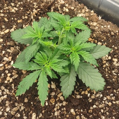 Adios MFR! (Aka Permanent Marker) growlog photo: I did this slowly. I may have taken the tops back a bit too far but I believe they will catch up since the new growth is the same size as it is on all the side shoots. 